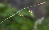 Carex tenuiformis