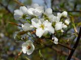 familia Rosaceae. Верхушка побега с соцветиями. Приморье, г. Находка, городская набережная. 16.05.2015.