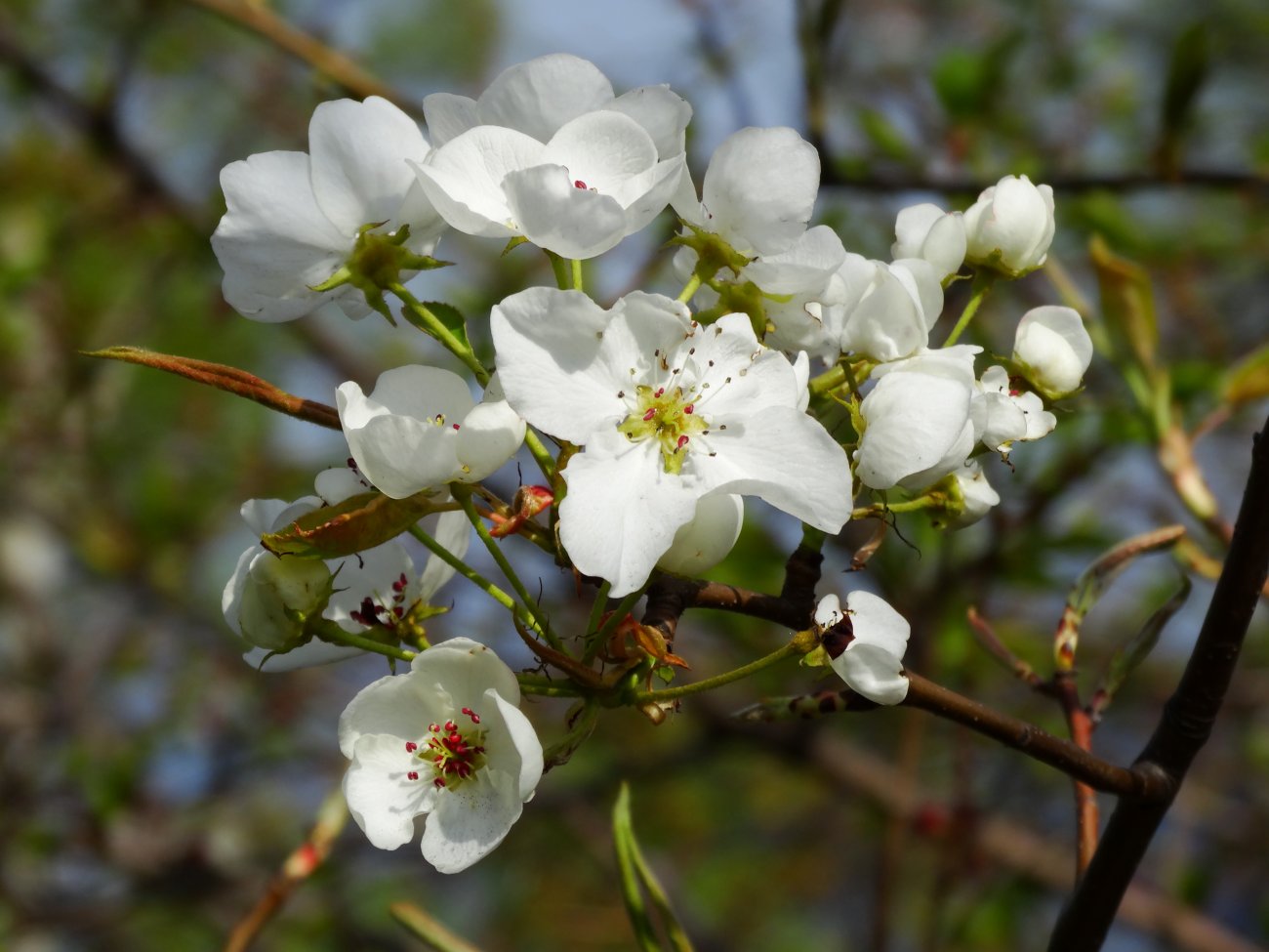 Image of familia Rosaceae specimen.