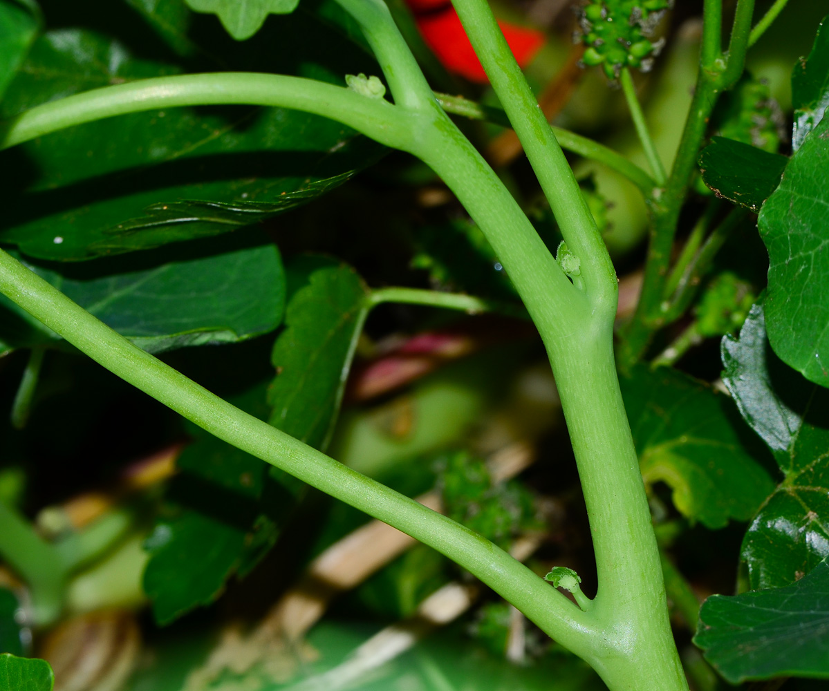 Изображение особи Tropaeolum majus.