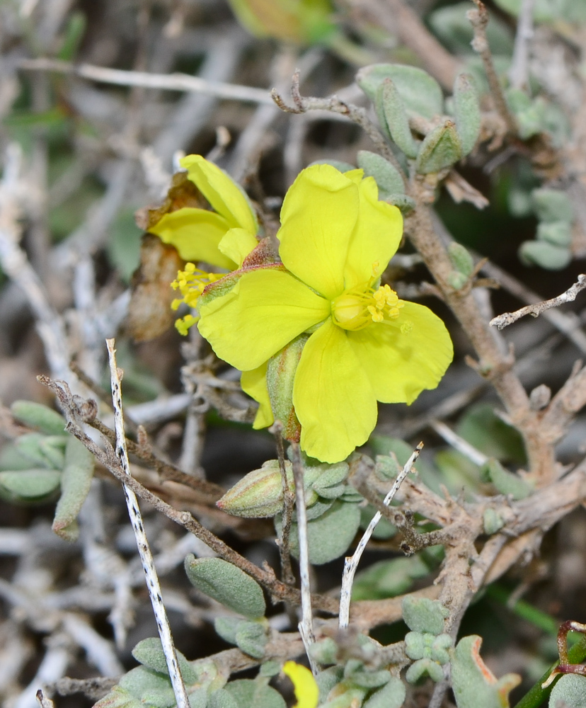 Изображение особи Helianthemum canariense.