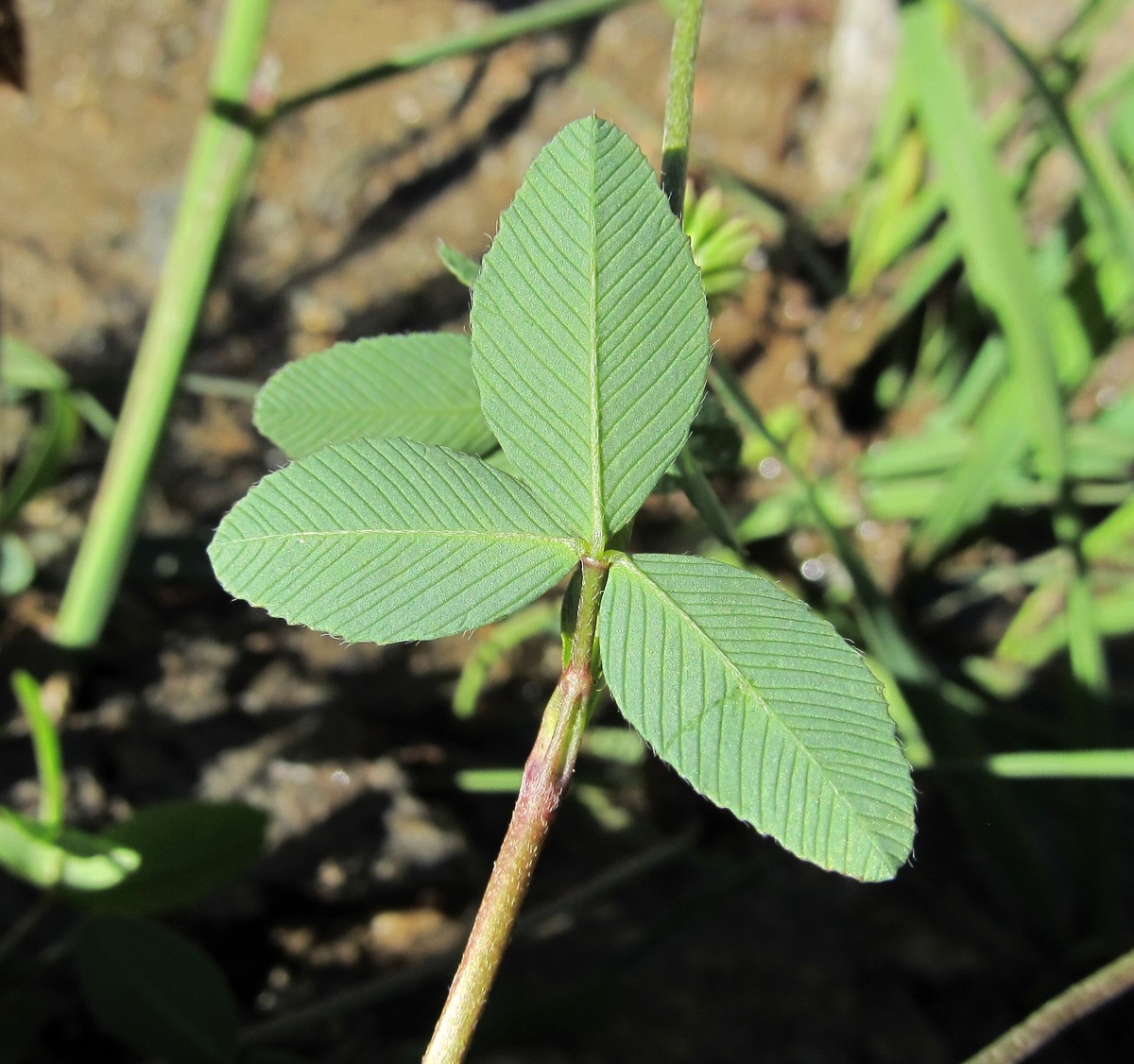 Image of Trifolium rytidosemium specimen.