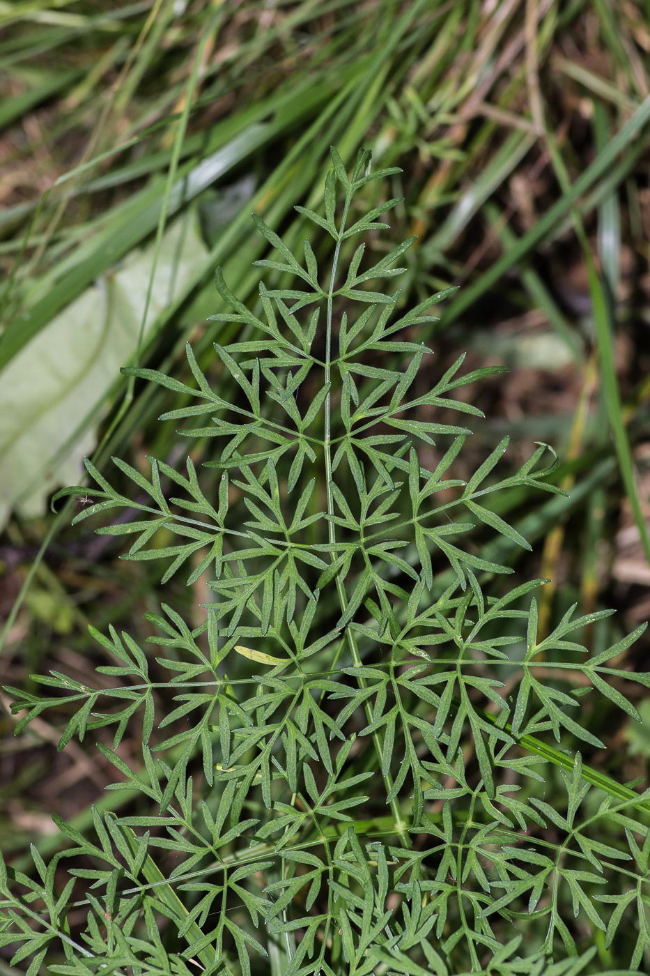 Image of Thyselium palustre specimen.