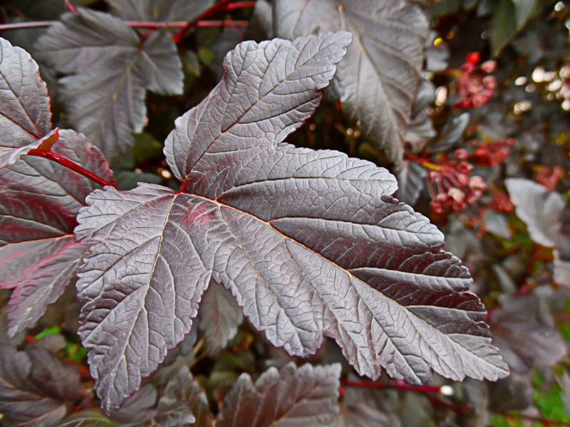 Изображение особи Physocarpus opulifolius.