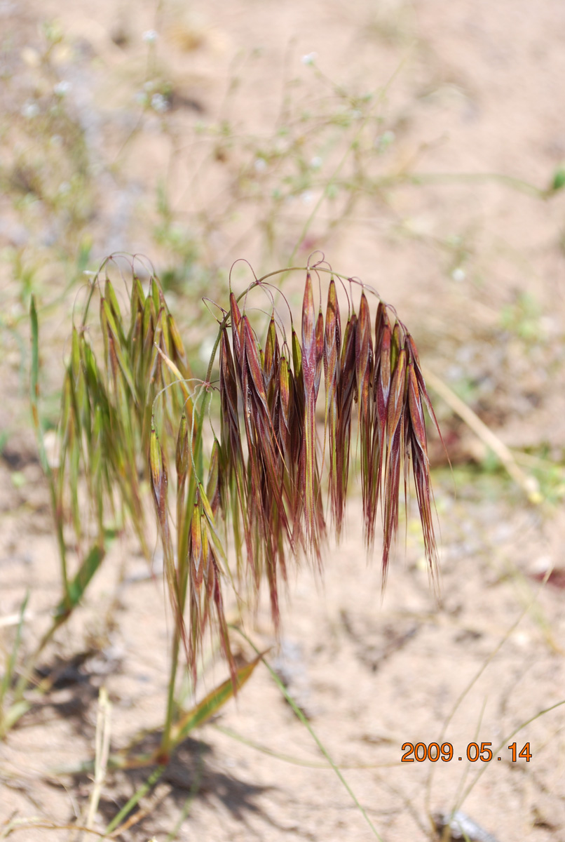 Изображение особи Anisantha tectorum.