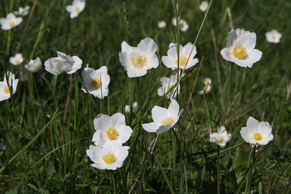 Изображение особи Anemone sylvestris.