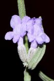 Lavandula angustifolia. Соцветие. Узбекистан, г. Ташкент, пос. Улугбек. 12.10.2016.