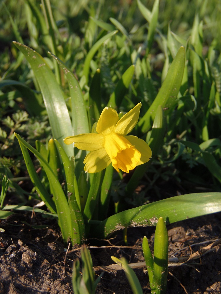 Изображение особи Narcissus pseudonarcissus.