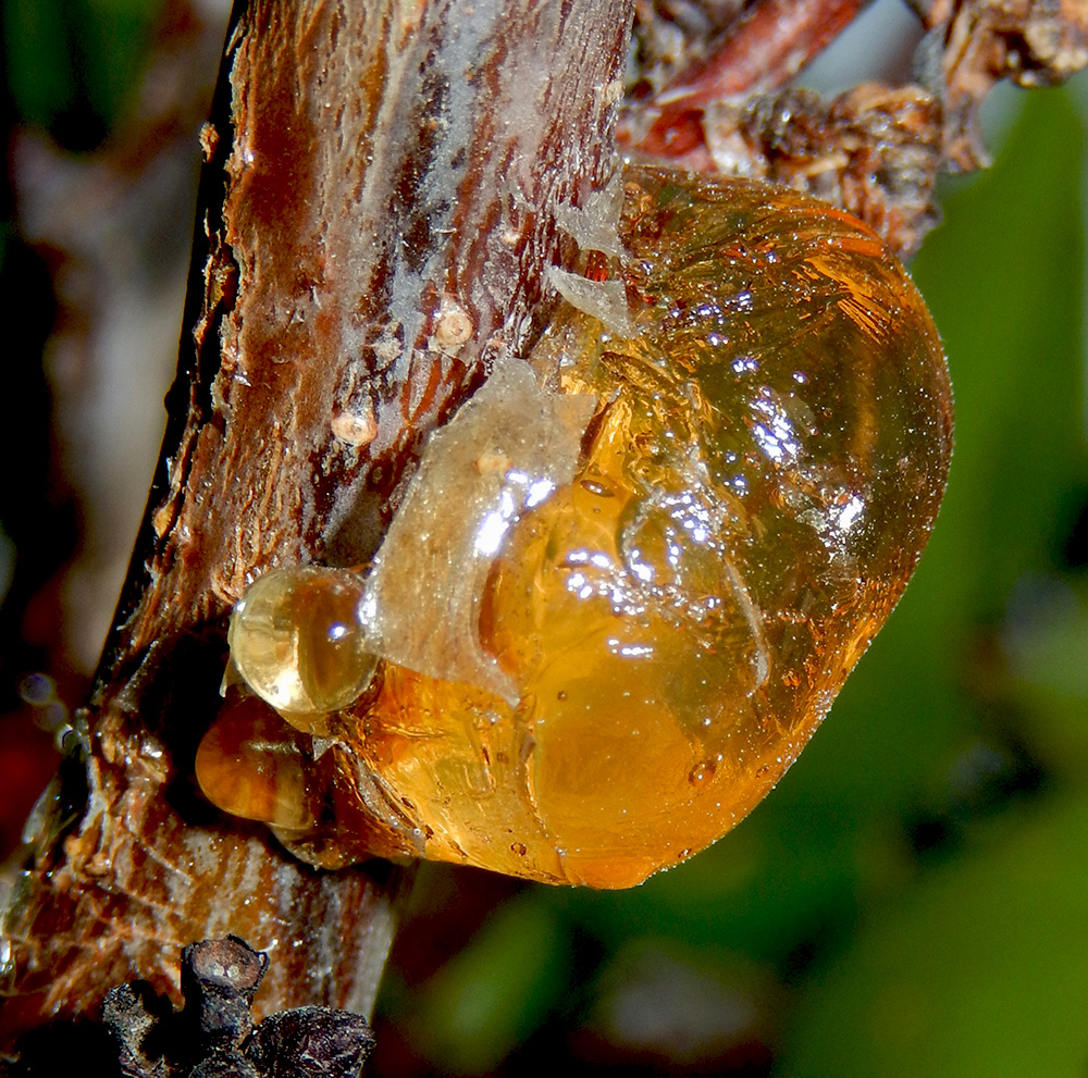 Image of Armeniaca vulgaris specimen.