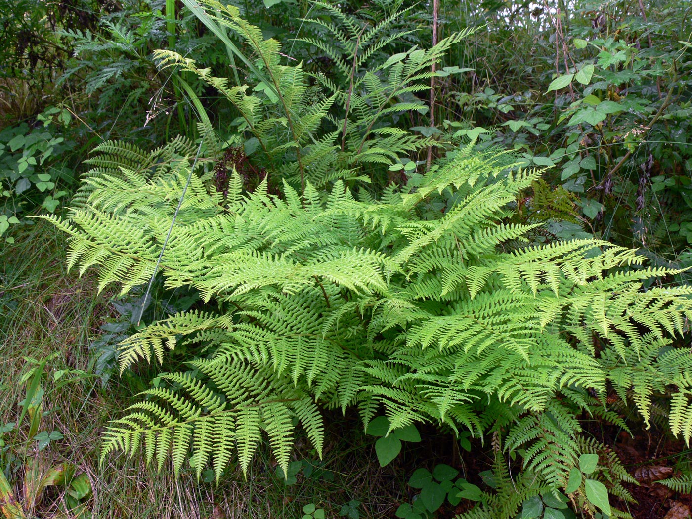 Image of genus Athyrium specimen.