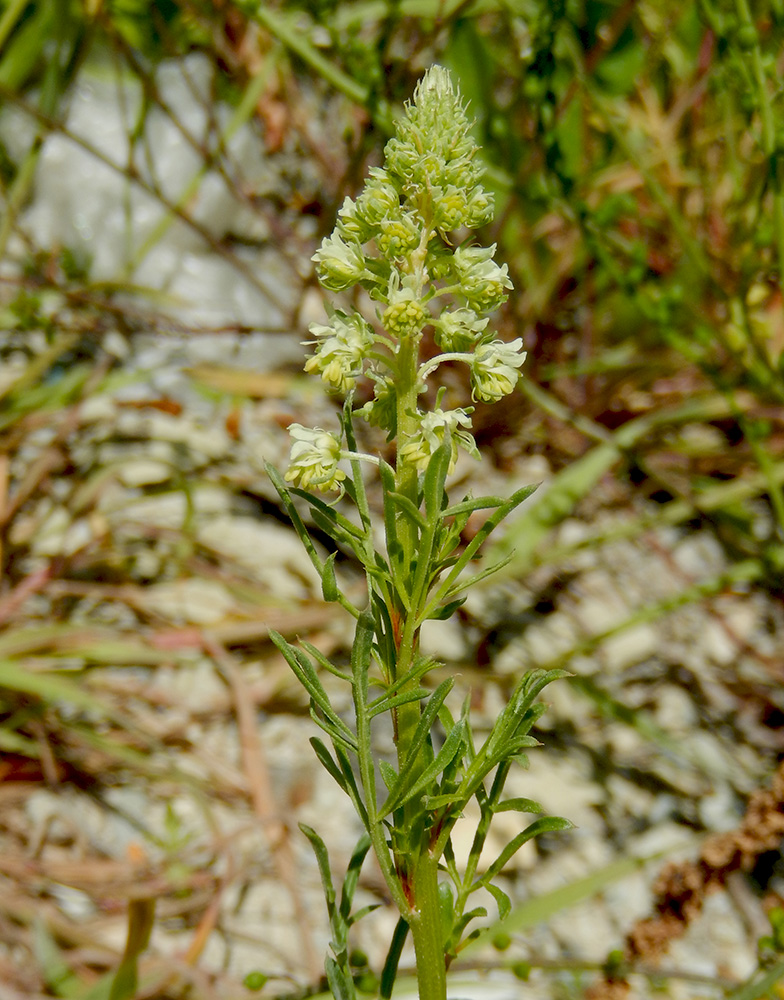 Image of Reseda lutea specimen.