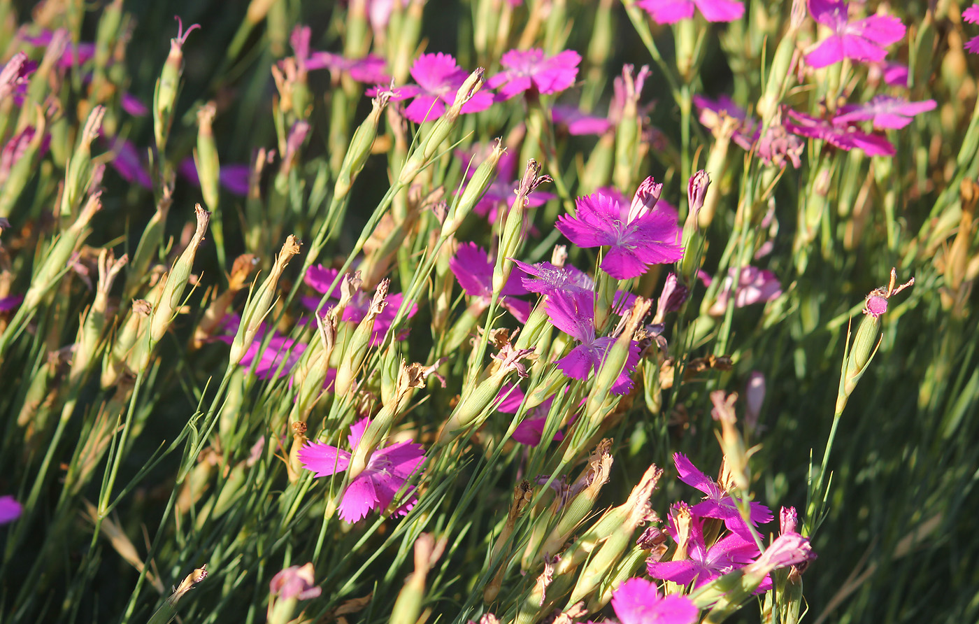 Изображение особи Dianthus acantholimonoides.