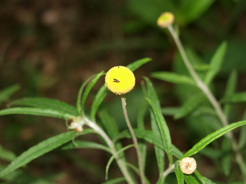 Image of Coronidium rupicola specimen.