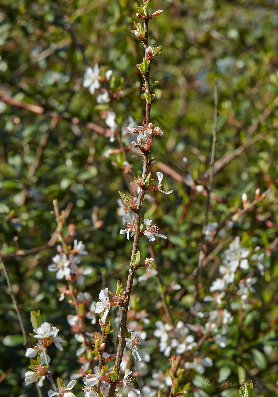 Изображение особи Cerasus tomentosa.