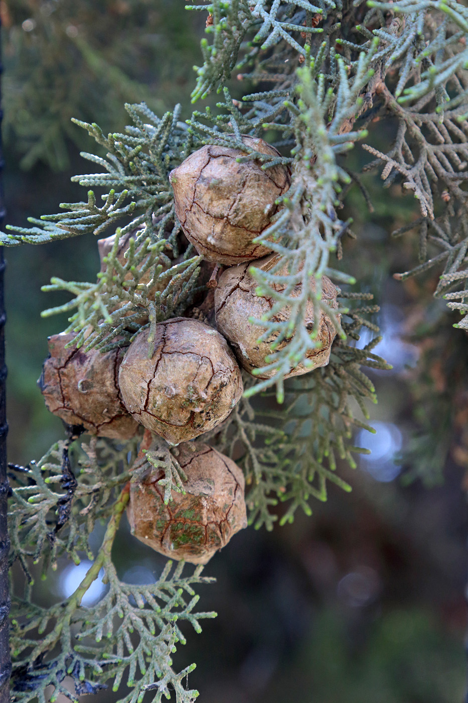 Image of Cupressus sempervirens specimen.