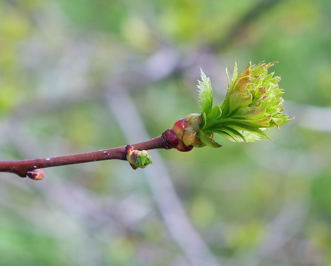 Image of Crataegus sanguinea specimen.