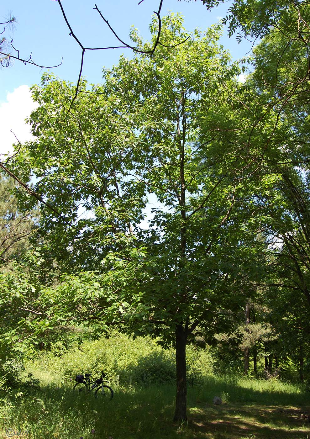 Изображение особи Quercus rubra.