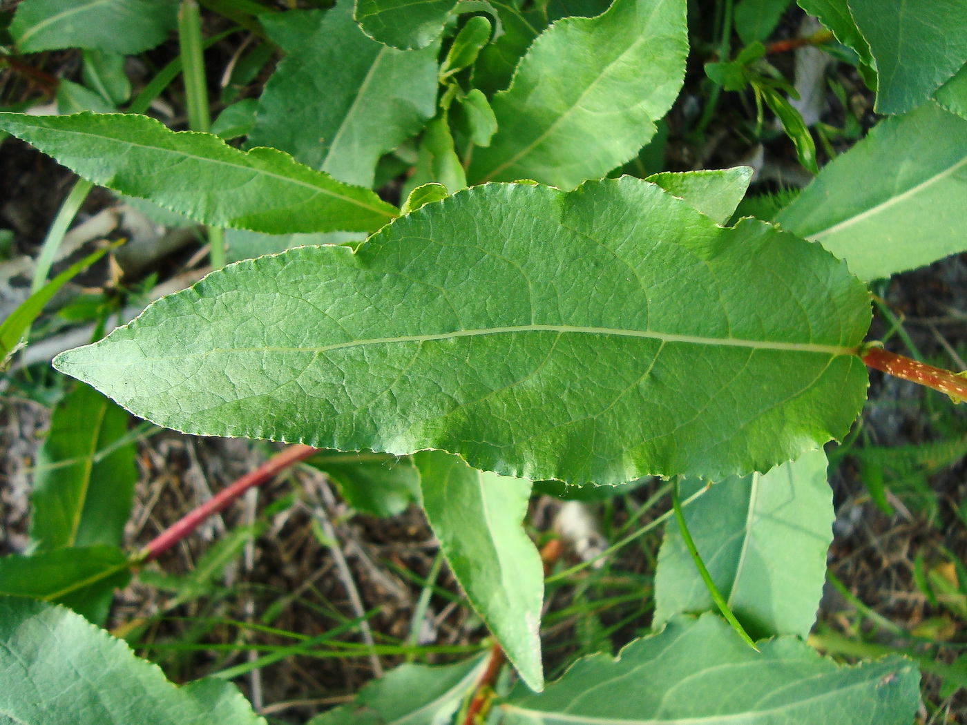 Изображение особи Populus laurifolia.