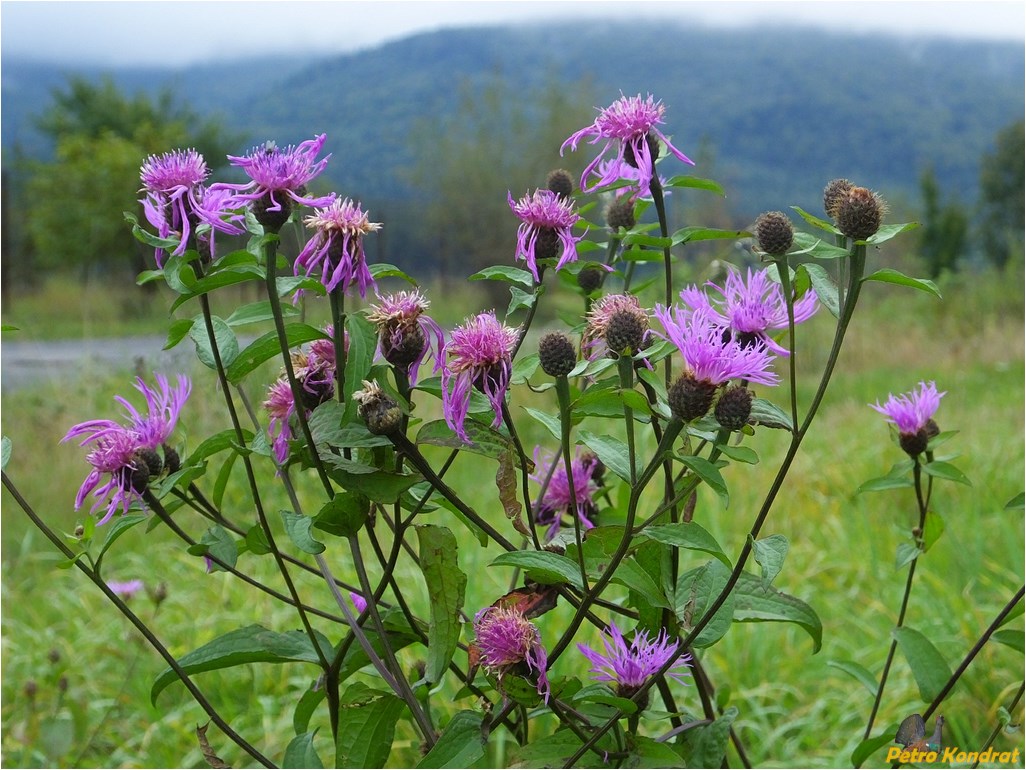 Изображение особи Centaurea carpatica.