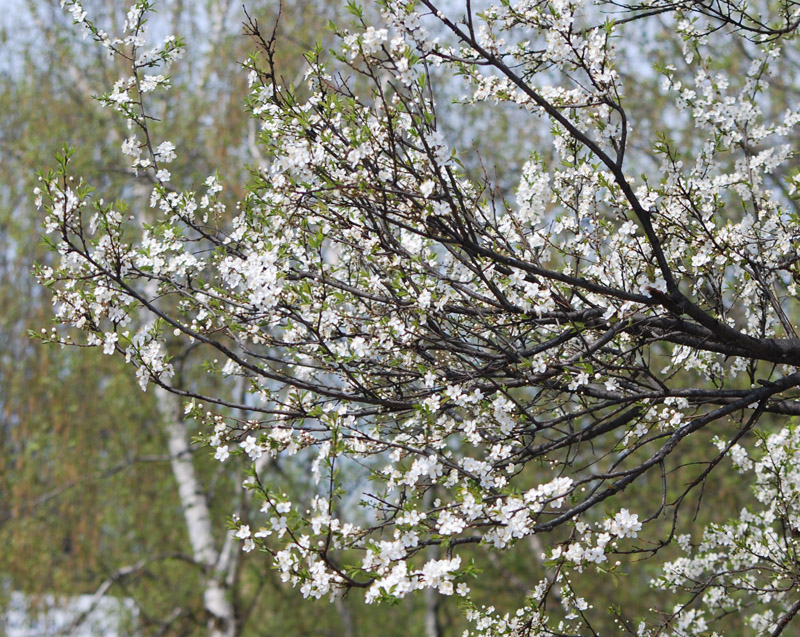 Изображение особи Prunus domestica.