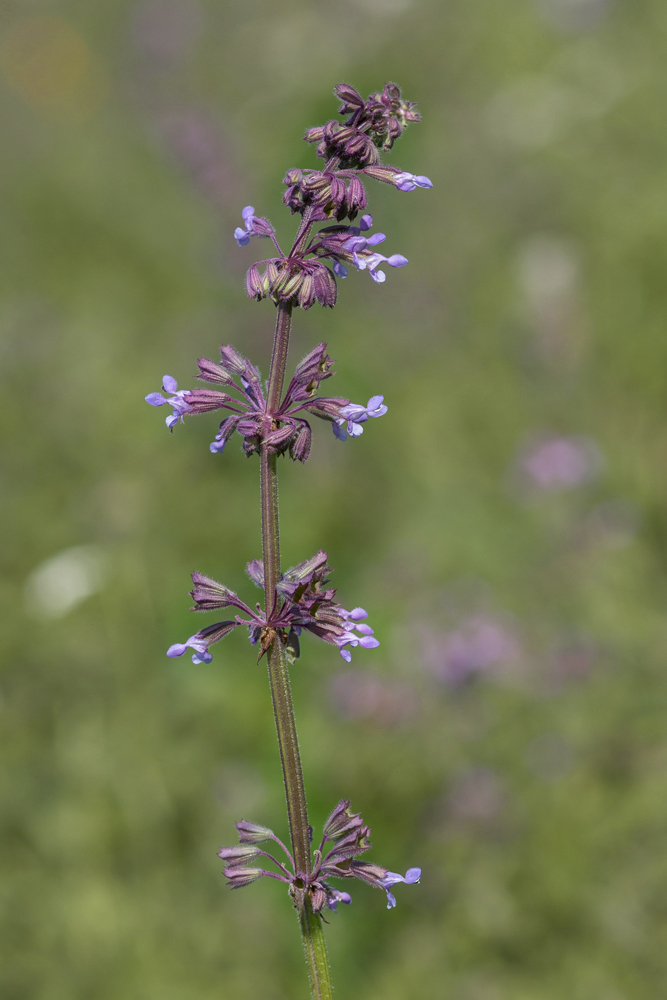 Image of Salvia verticillata specimen.