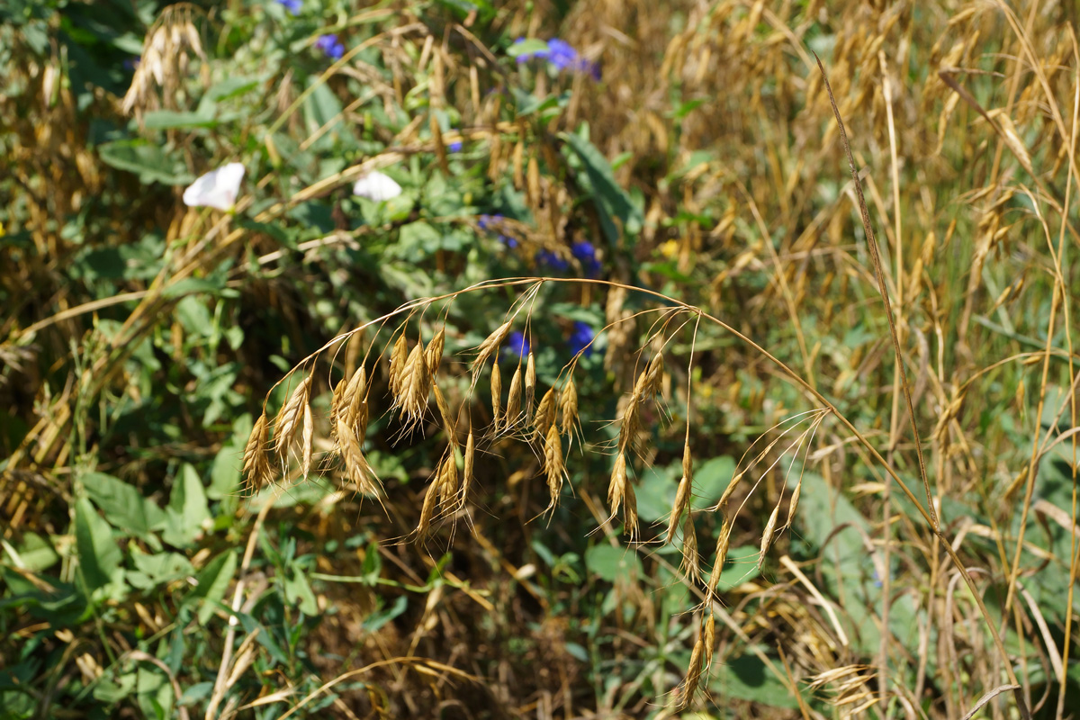 Image of genus Bromus specimen.