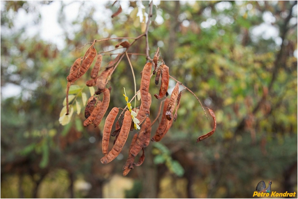 Image of genus Robinia specimen.