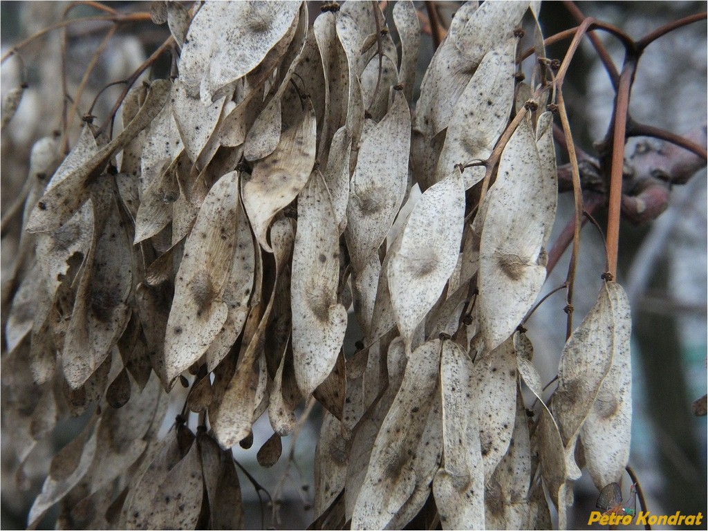 Изображение особи Ailanthus altissima.