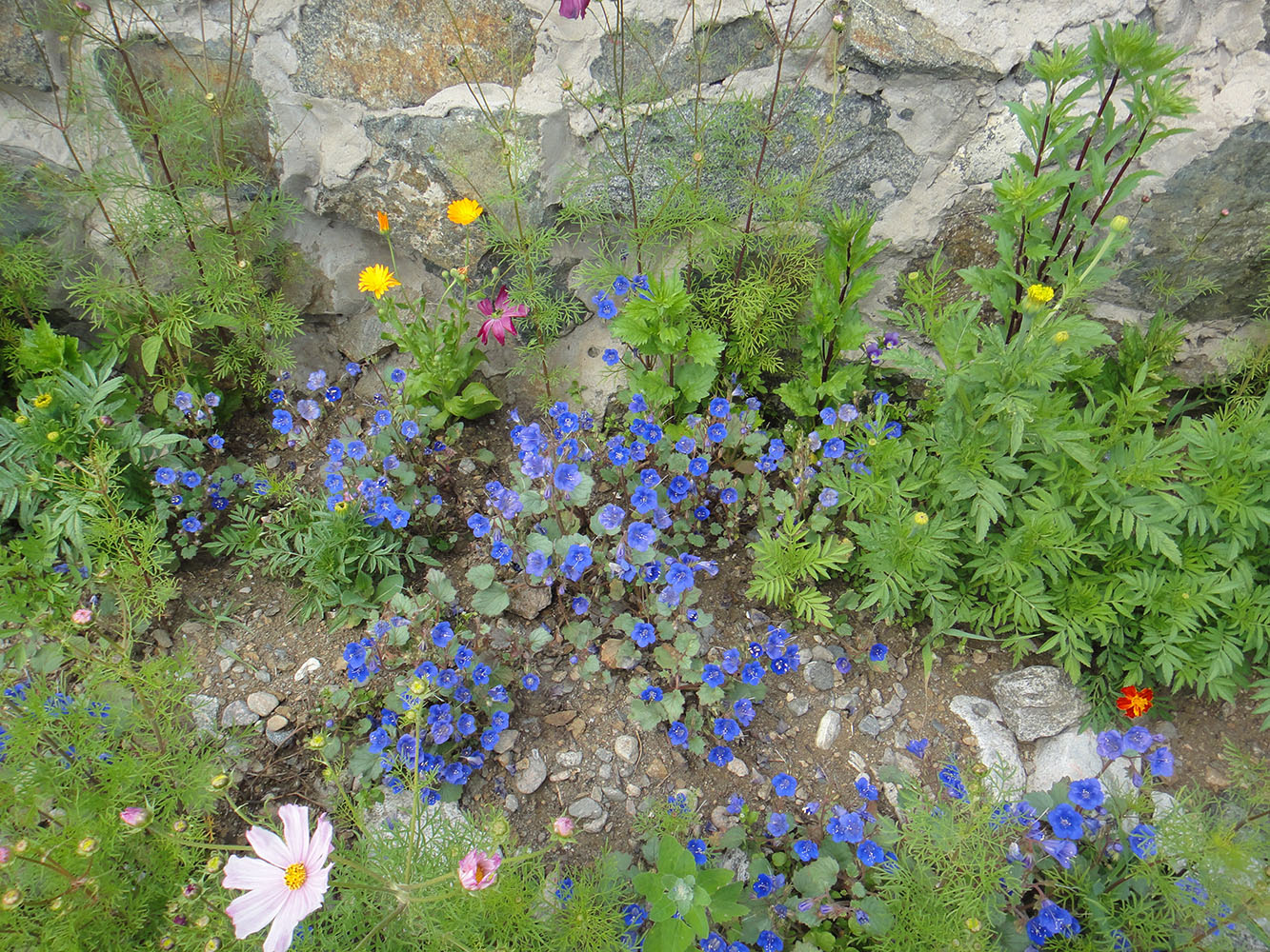 Image of Phacelia campanularia specimen.