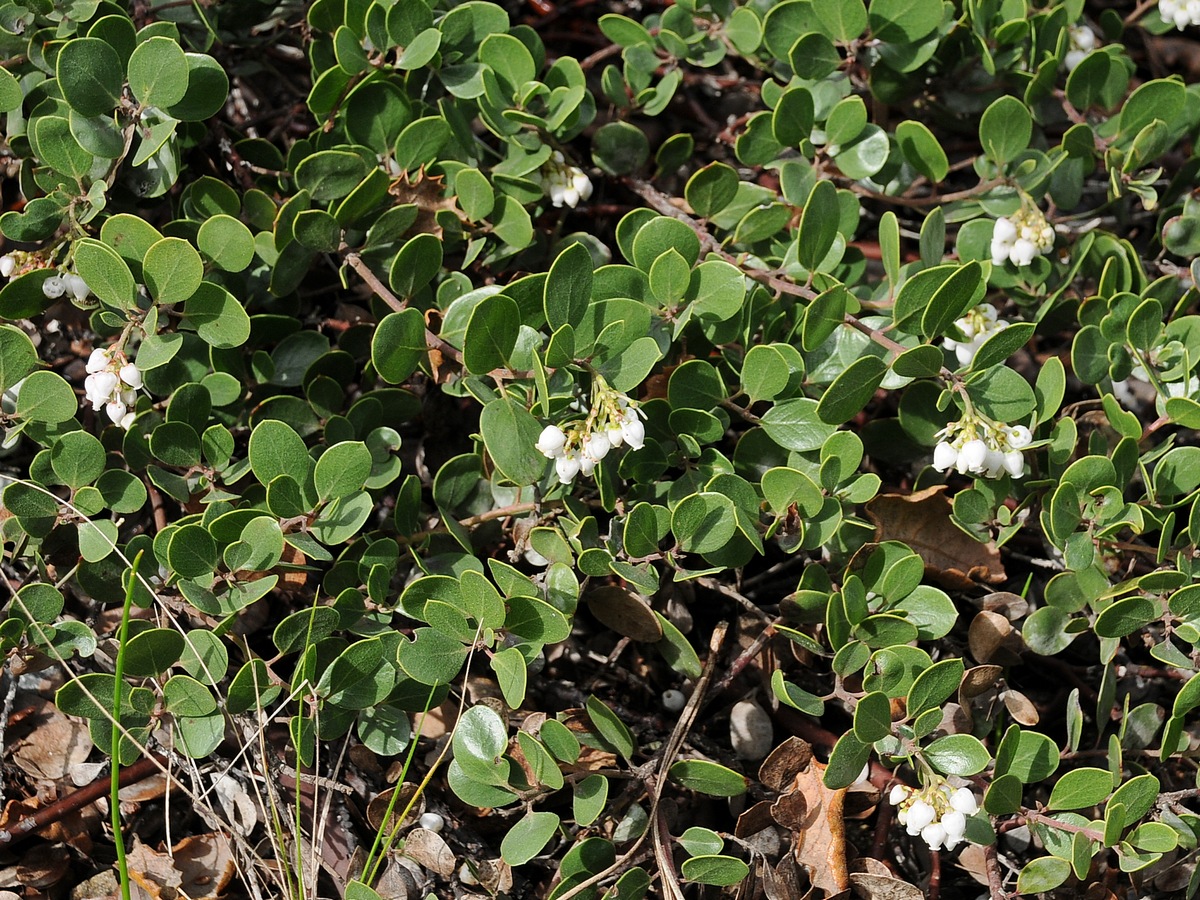 Image of Arctostaphylos montana ssp. ravenii specimen.