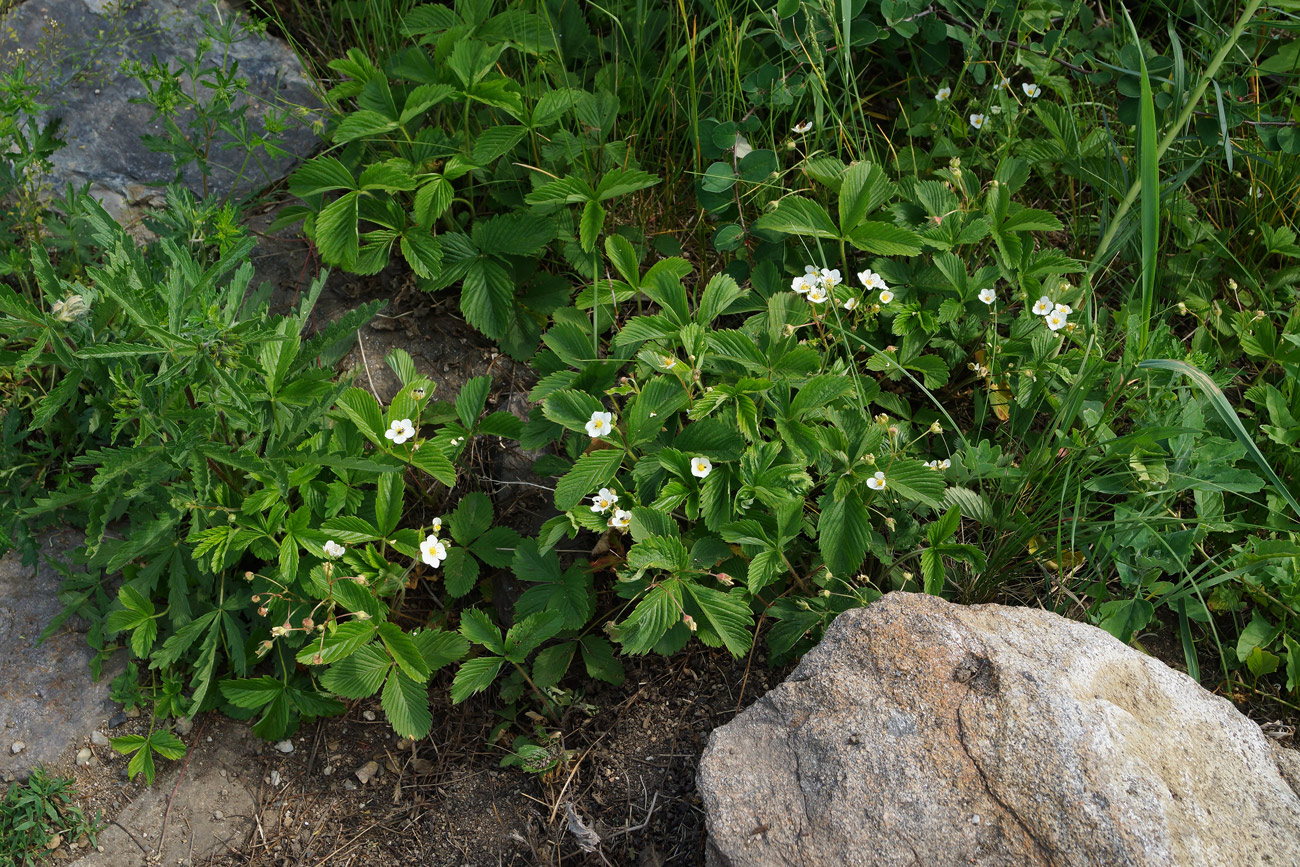 Изображение особи Fragaria viridis.