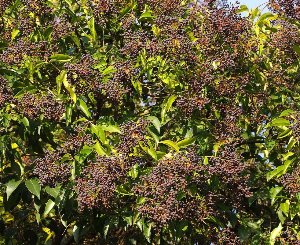 Image of Ligustrum lucidum specimen.