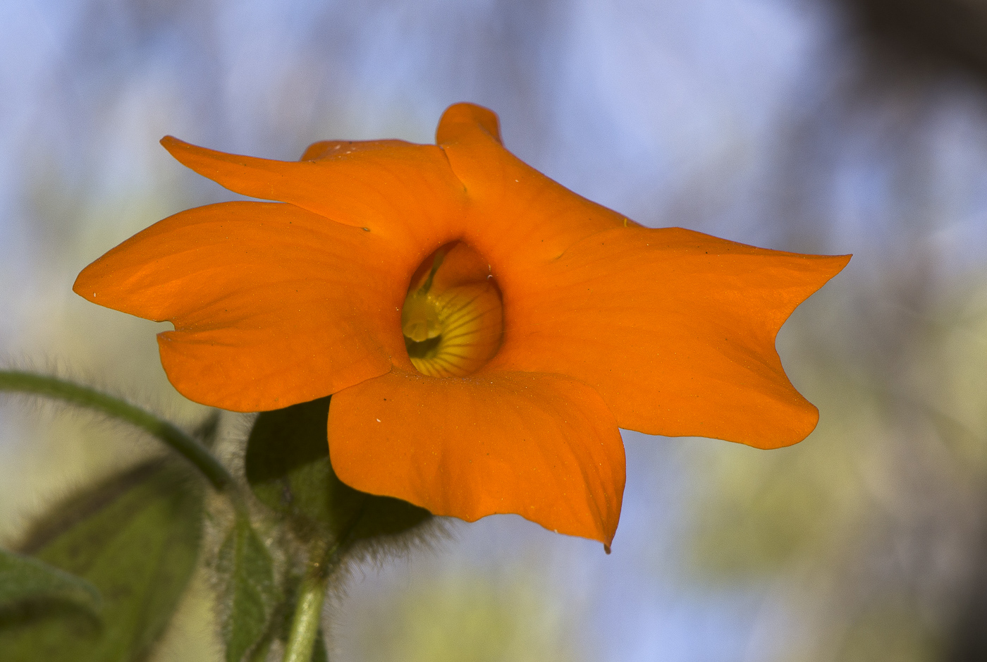 Изображение особи Thunbergia gregorii.