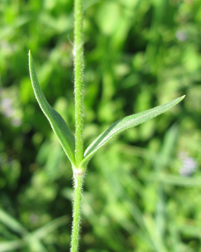 Image of Cerastium arvense specimen.