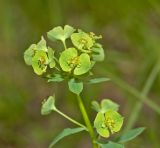 Euphorbia borodinii. Верхушка цветущего побега. Башкортостан, Бурзянский р-н, Галиакберовский сельсовет, ниже. дер. Верхний Нугуш, долина р. Нугуш, правый берег, зарастающий галечник. 11 июня 2018 г.