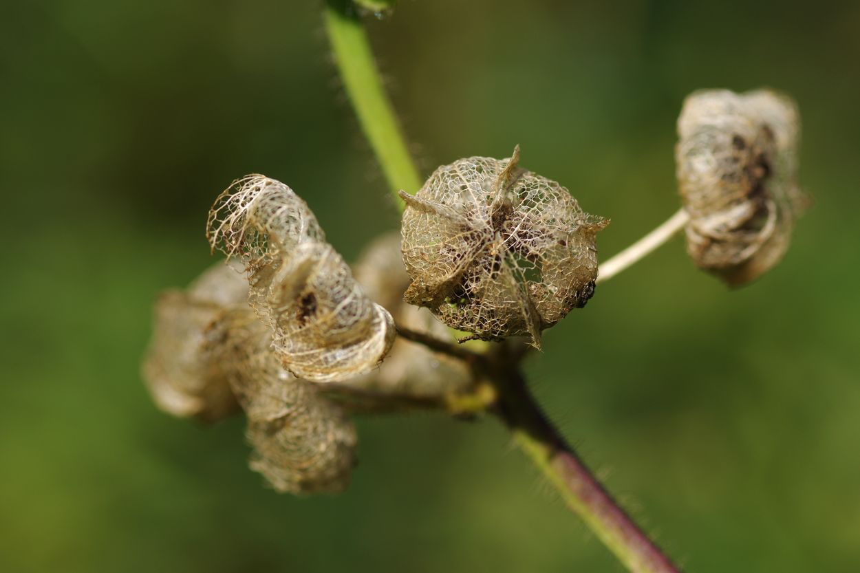 Image of Malva moschata specimen.