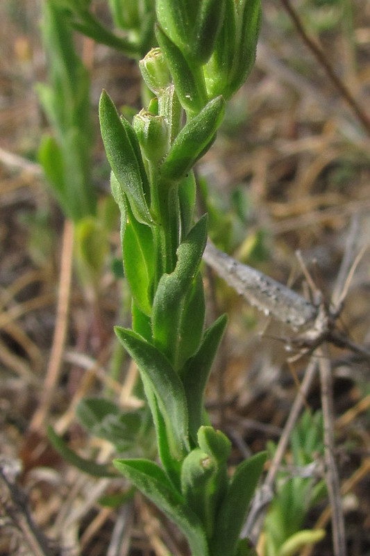 Image of Linum nodiflorum specimen.