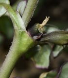 Trianthema portulacastrum. Часть стебля с плодом. Израиль, Шарон, окр. г. Герцлия, сад цитрусовых, сорное. 10.06.2015.