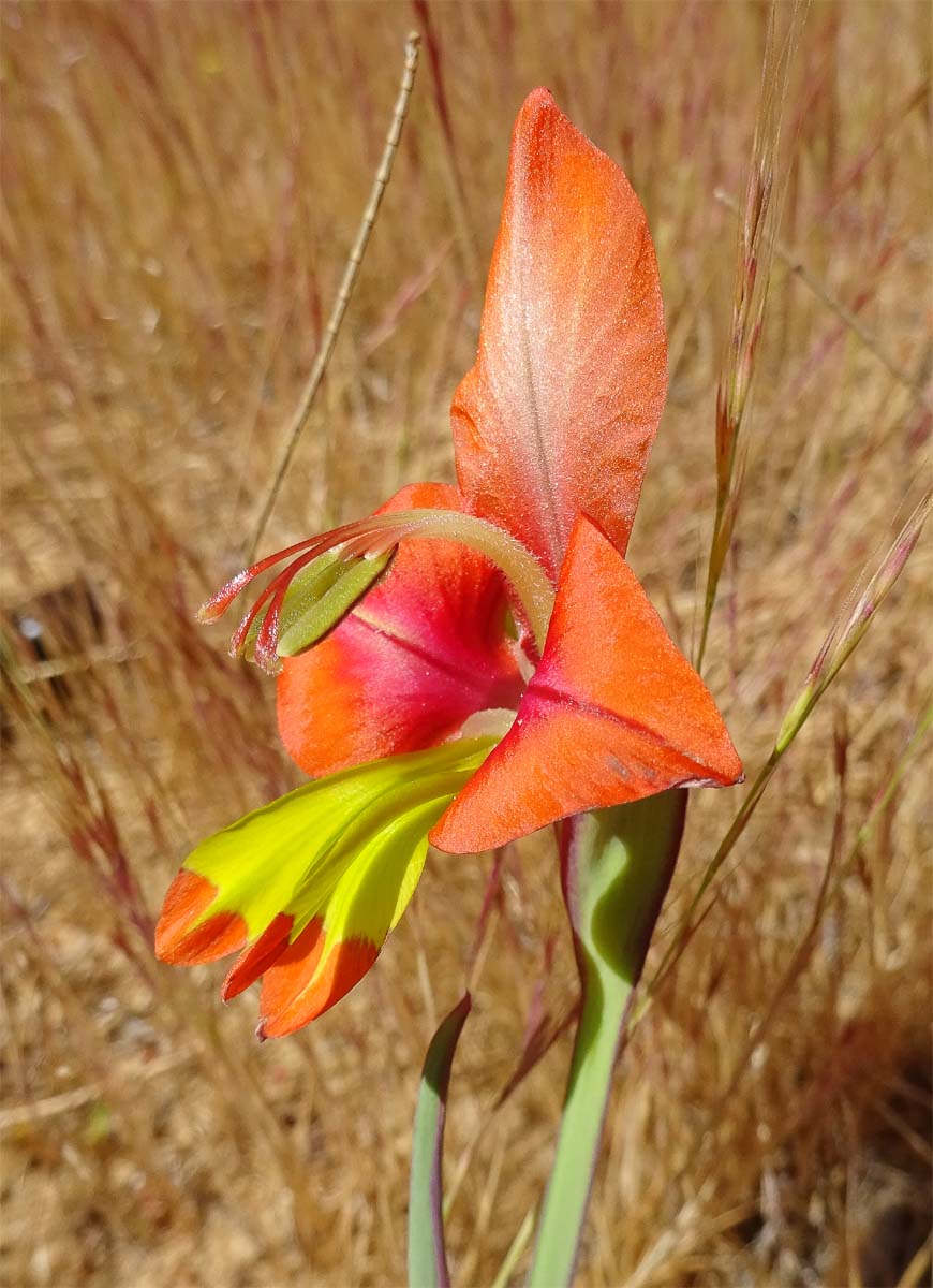 Изображение особи Gladiolus alatus.