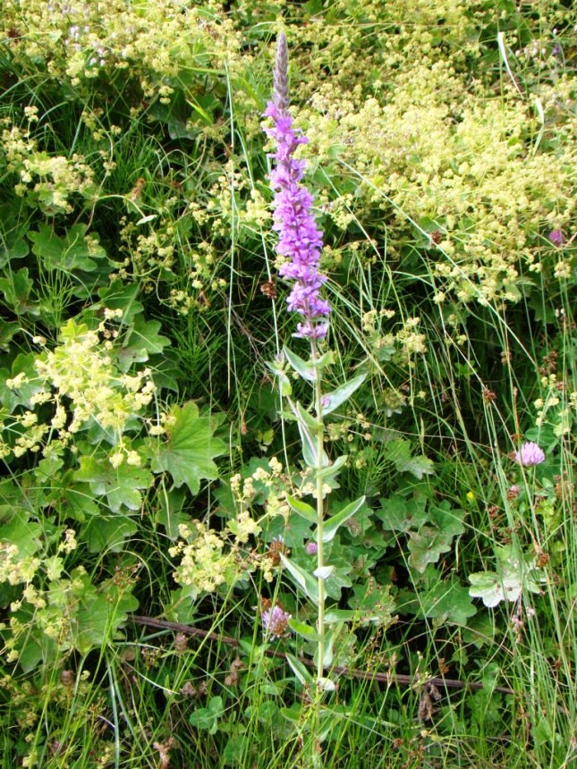 Изображение особи Lythrum salicaria.