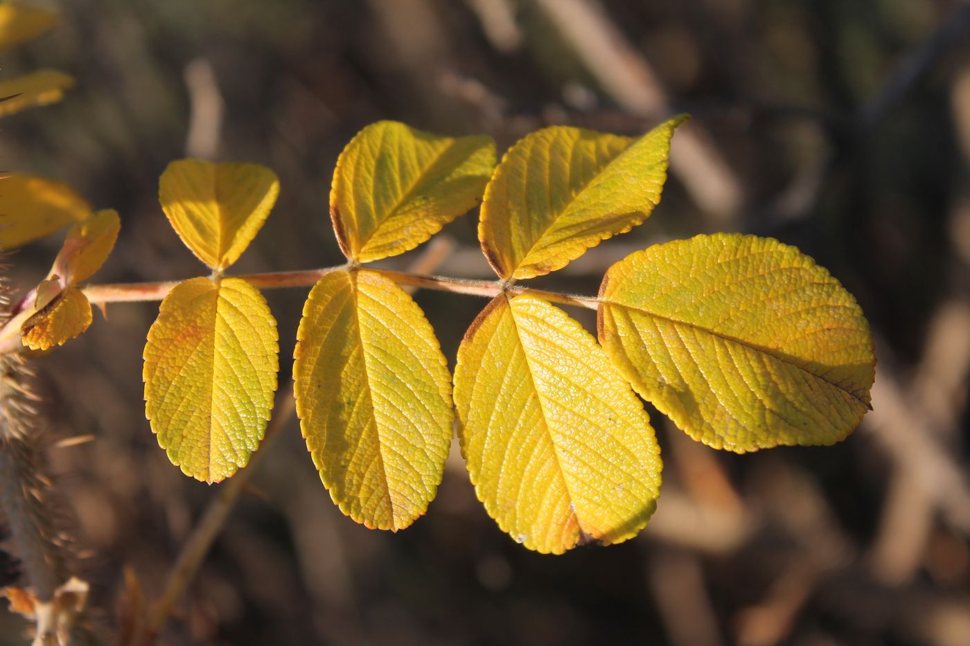 Image of Rosa rugosa specimen.