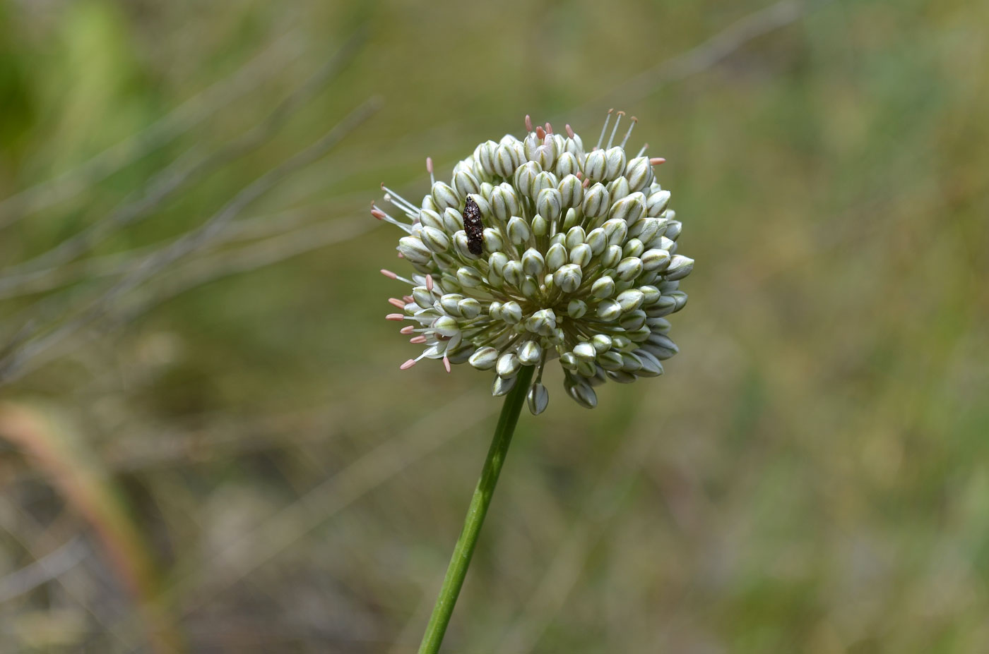 Image of Allium oreoscordum specimen.