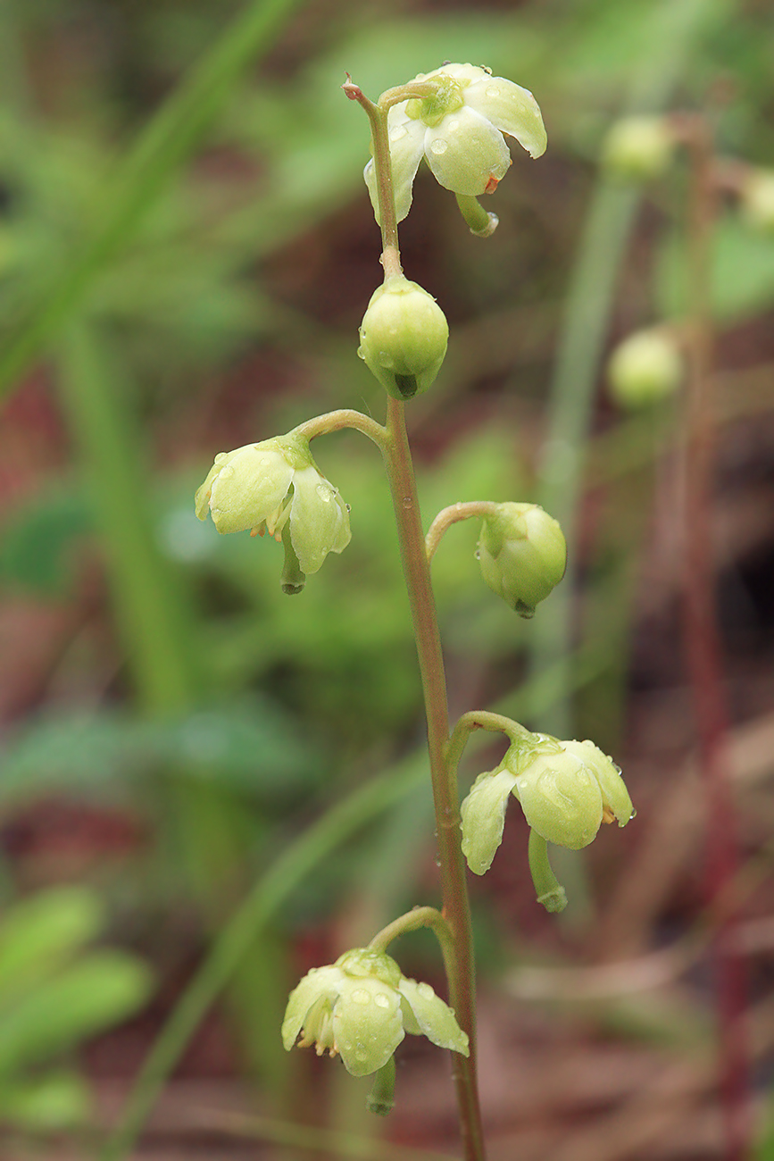 Image of Pyrola chlorantha specimen.