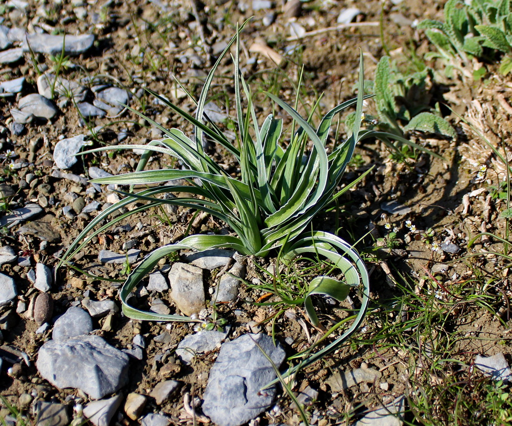 Image of Juno fosteriana specimen.