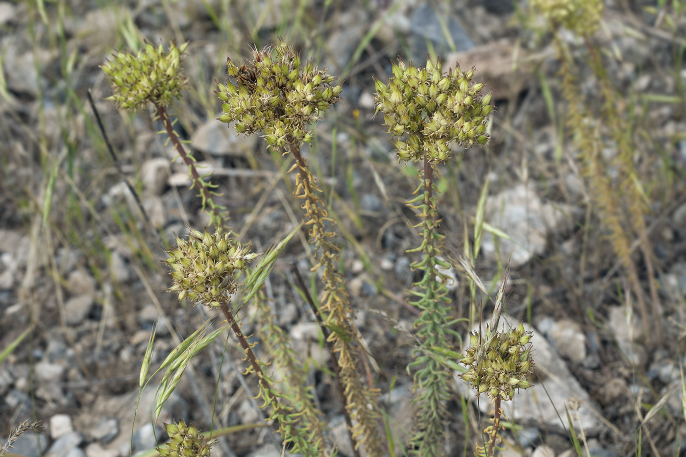 Изображение особи Pseudosedum longidentatum.