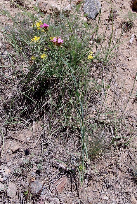 Image of Dianthus ruprechtii specimen.