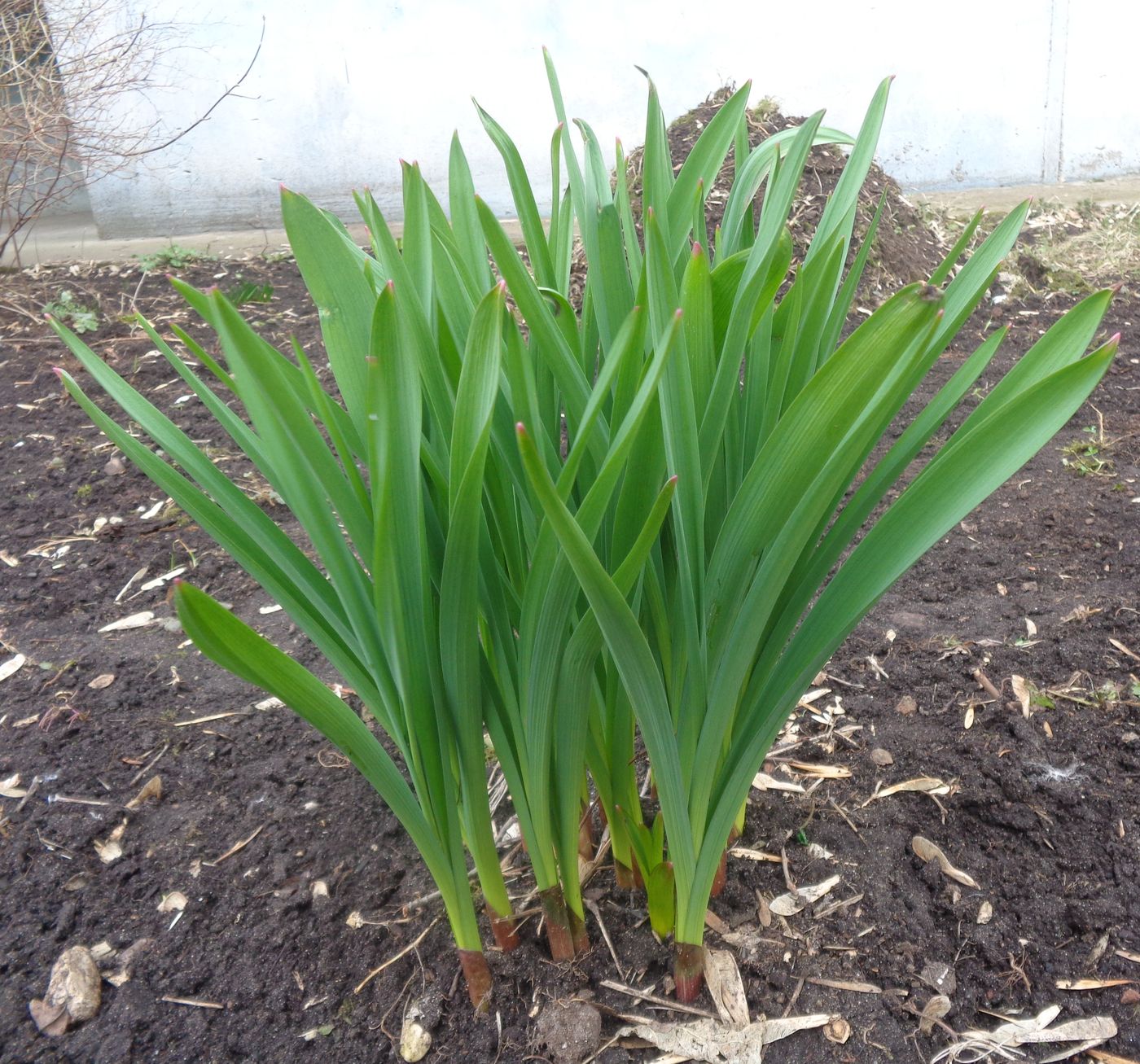 Image of genus Allium specimen.