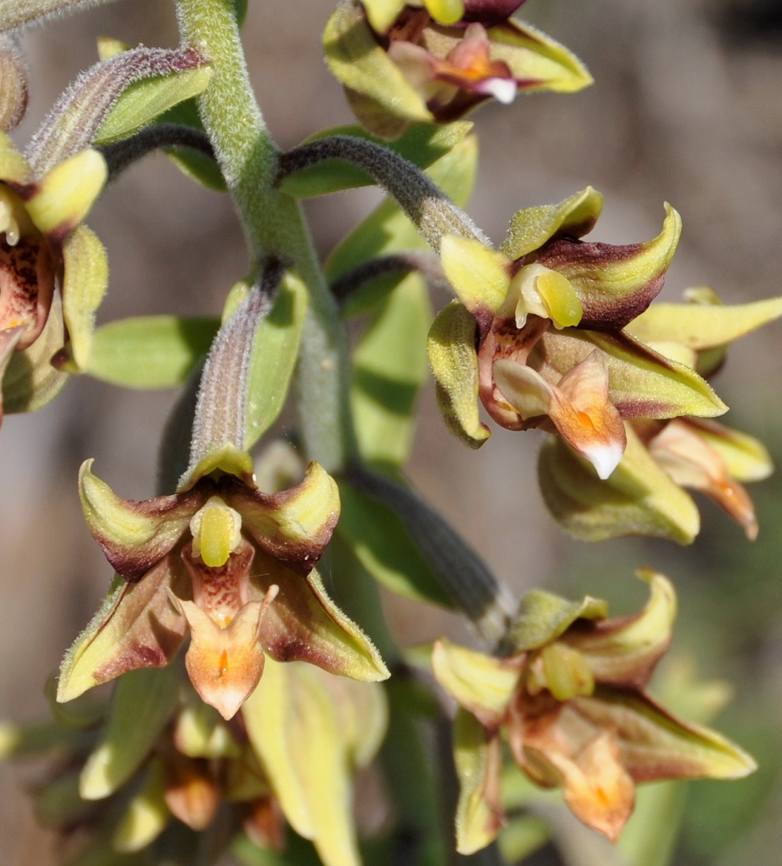 Image of Epipactis veratrifolia specimen.