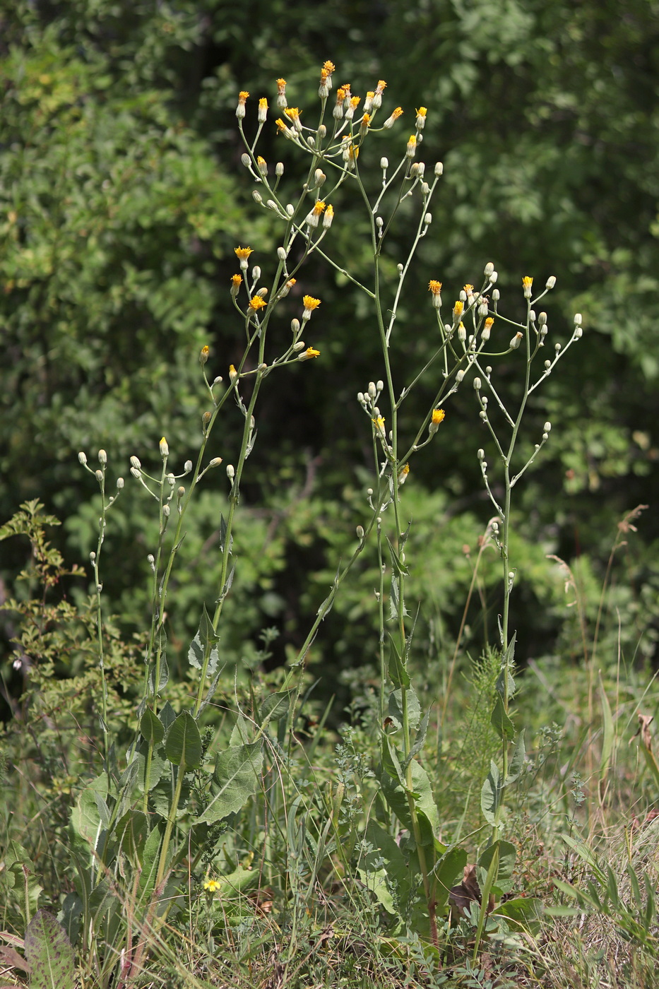 Image of Crepis pannonica specimen.