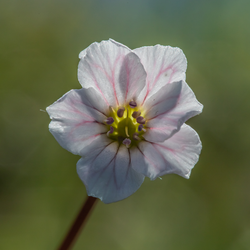 Изображение особи Gypsophila tenuifolia.